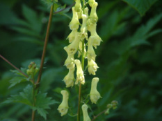 Aconitum vulpariaGele monnikskap bestellen